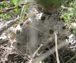 Opuntia tardospina, Briggs, TX