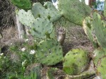 Opuntia tardospina, Briggs, TX