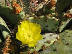 Opuntia tardospina, Briggs, TX