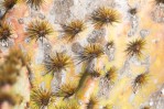 Opuntia tardospina, Burnett Cnty, TX, Rich Kostecke