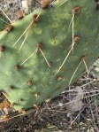 Opuntia tardospina, Florence, TX