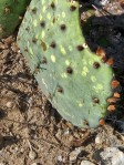 Opuntia tardospina, Florence, TX