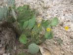 Opuntia tardospina, Lampassas, TX