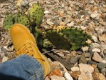 Opuntia tardospina, Strawn, TX