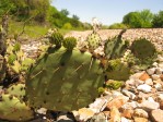 Opuntia tardospina, Strawn, TX