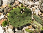 Opuntia tardospina, Strawn, TX