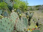 Opuntia tardospina, Pace Bend State Park, TX