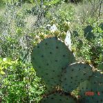 opuntia-tardopina-DSC00055