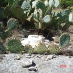 Opuntia tardospina, Pace Bend State Park, TX