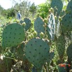 Opuntia tardospina, Pace Bend State Park, TX