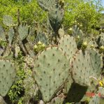 Opuntia tardospina, Pace Bend State Park, TX