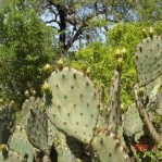 Opuntia tardospina, Pace Bend State Park, TX