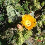 Opuntia tardospina, Pace Bend State Park, TX