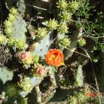 Opuntia tardospina, Pace Bend State Park, TX