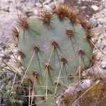 Opuntia tardospina, Pace Bend State Park, TX