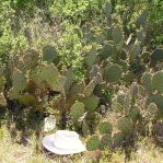 Opuntia tardospina, Pace Bend State Park, TX