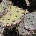 Opuntia tardospina, Pace Bend State Park, TX