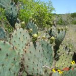 Opuntia tardospina, Pace Bend State Park, TX