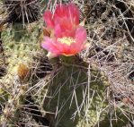 Opuntia tortispina, unusual flower color, Albuquerque, NM