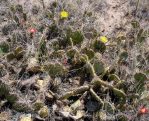 Opuntia tortispina, NM