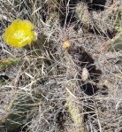 Opuntia tortispina, NM