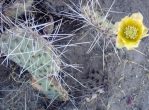 Opuntia tortispina, NM