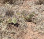 Opuntia tortispina, Lake Conchas, NM