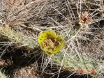 Opuntia tortispina, Lake Conchas, NM