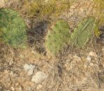 Opuntia tortispina, northern TX