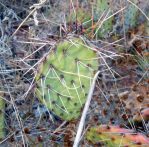 Opuntia tortispina, Lake Conchas, NM