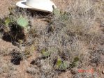 Opuntia tortispina, NM