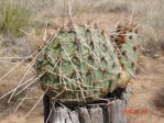 Opuntia tortispina, NM