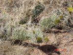 Opuntia tortispina, Lake Conchas, NM