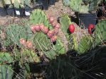 Opuntia phaecantha (left) and Opuntia tortispina (riight)