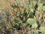 Opuntia tortispina, Sigelman, AZ