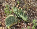 Opuntia tortispina, Sigelman, AZ