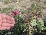 Opuntia tortispina, fruit