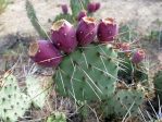 Opuntia tortispina, fruit