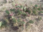 Opuntia tortispina, fruit