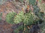 Opuntia tortispina, Sigelman, AZ