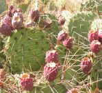 Opuntia tortispina, Albuquerque, NM