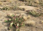 Opuntia tortispina, Albuquerque, NM