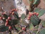 Opuntia tortispina, garden plant, clone from Tierra Grande, NM