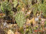 Opuntia tortispina, Albuquerque, NM