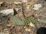 Opuntia tortispina, DJF