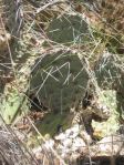 Opuntia tortispina, DJF