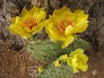 Opuntia tortispina, from eastern edge of its range, Dave Ferguson