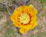 Opuntia tortispina, flower, garden plant