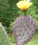 Opuntia tortispina, flower, garden plant