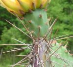 Opuntia tortispina, flower, garden plant